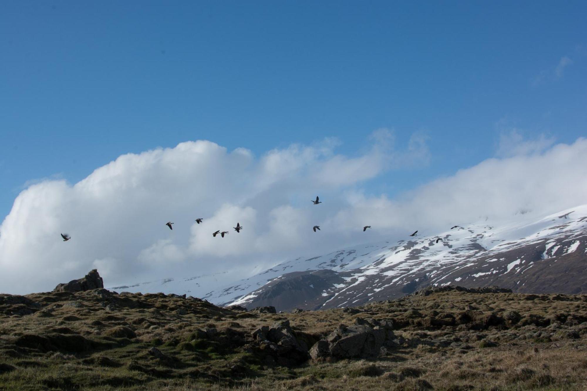 Bragdavellir Cottages Djúpivogur エクステリア 写真