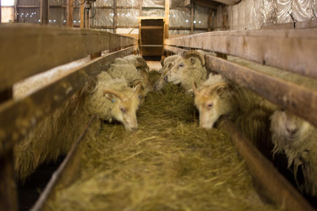 Bragdavellir Cottages Djúpivogur エクステリア 写真